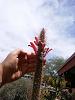 Desert Flowers 2018 Part 1-cleistocactus_paraguariensis_20180506_seca-jpg
