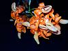 Dendrobium unicum-unicum3-jpg