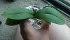Mini phalaenopsis, not the best roots... semi-hydro?-imag3006-jpg