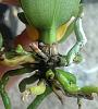 Mini phalaenopsis, not the best roots... semi-hydro?-imag3009_1-jpg