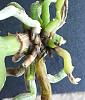 Mini phalaenopsis, not the best roots... semi-hydro?-_20180514_182232-jpg