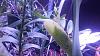 Cattleya iricolor flowering progression-0513180855-jpg