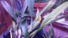 Cattleya iricolor flowering progression-0515180623-jpg