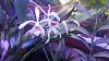 Cattleya iricolor flowering progression-1526741021908-1947310744-jpg
