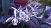Cattleya iricolor flowering progression-0520180715a-jpg
