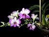 Dendrobium Enobi Purple Splash-denenobi05182-jpg