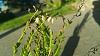 Appendicula Elegans blooming-22d4d17c-ece3-4b4d-99d9-2c34ed5f9d0d-jpg