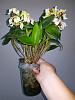 Dendrobium atroviolaceum-den-atroviolaceum-1-jpg
