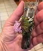 Schoenorchis fragrans blooms-aaa257f0-1218-4623-9eb2-1fc817611a45-jpg