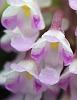 Schoenorchis fragrans blooms-c85f8a6b-f682-4a10-813e-f7ff29b572f6-jpg