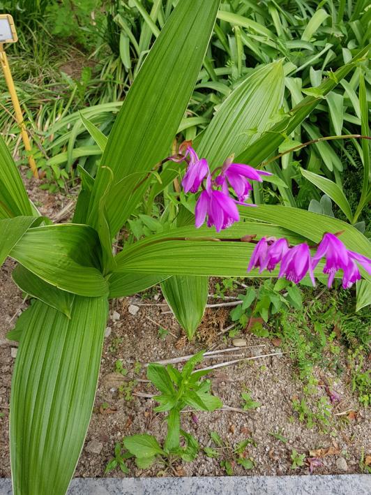 Bletilla striata growing in full sun.-ble1-jpg