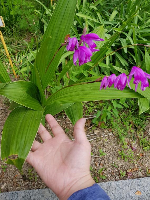 Bletilla striata growing in full sun.-ble2-jpg