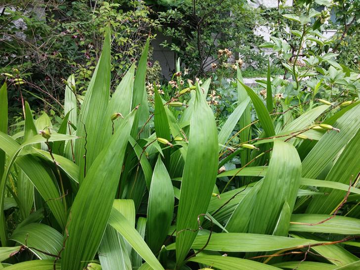 Bletilla striata growing in full sun.-lots-ble1-jpg