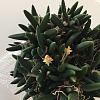Dendrobium lichenastrum bloom!-708b7835-21d1-4478-9c57-3b85a13b7e75-jpg