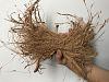 Can I use freshly husked coconut fiber in my potting medium?-f695dacd-9203-48e4-bafc-b877eb51180f-jpg
