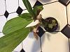 Can you help identifying this orchid?-851a52f5-3b90-455c-b9dc-23baaacfdece-jpg