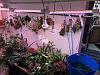 LED grow lights for bulbophyllums and species phalaenopsis-img_0817-jpg
