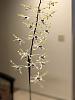 Please help me to identify this Dendrobium orchid-img_8464-edited-jpg
