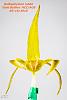 Bulbophyllum lobbii 'Gold Bullion' HCC/AOS-bulbophyllum-lobbii-gold-bullion-hcc-aos1-100mm-061618-jpg