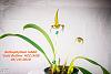 Bulbophyllum lobbii 'Gold Bullion' HCC/AOS-bulbophyllum-lobbii-gold-bullion-hcc-aos3-25mm-061618-jpg