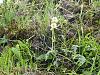 Terrestrial orchid from Bale Mountains, Ethiopia-dsc03934-jpg