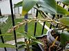 Dend. thyrsiflorum flower spikes-20180618_162911-jpg