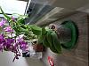 Smelly phal roots-20180616_152148-jpg