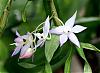 Dendrobium hercoglossum-den-hercoglossum-bloom-jpg