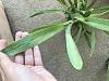 Possible Virus Infection in New Orchids? Or am I going crazy...-img_0860-jpg