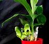 Catasetum pileatum 'Pierre Couret' x Red Pena-orchids-catasetum-pileatum-pierre-couret-red-pena-jpg