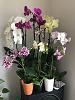 Grocery Store Phal Collection-orchid-4-jpg