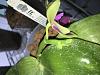 New Phalaenopsis-phal-bellina-w2nd-spike-6-12-18-jpg