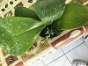 New Phalaenopsis-phalaenopsis-ks-superzebra-wilson-6-25-18-jpg