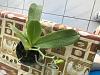 New Phalaenopsis-phalaenopsis-sweetmemory-6-25-18-jpg