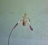 Paphiopedilum lowii first bloom-win_20180627_09_31_48_pro-jpg