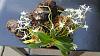 Mystacidium Capense on the mount is blooming!-36279130_1859738424088378_9010135302974472192_n-jpg