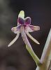 Potted Orchid ID Please-dsc02334_filtered-jpg