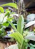 Potted Orchid ID Please-dsc02331_filtered-jpg