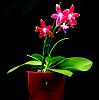 Phalaenopsis tetraspis x Crimson Cherub-orchids-phalaenopsis-tetraspis-crimson-cherub-003-jpg
