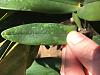 Leaf pitting on Dendrobium Delicatum-img_3012-jpg
