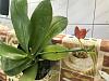 Orchids with a strong scent-phal-tyingshinflyeagle-wilson-6-25-18-jpg