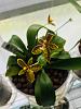 Orchids with a strong scent-phal-cornucervi-3f-7-6-18-jpg