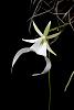 Dendrophylax lindenii in flower - my cultivated plant.-ghost01_smaller-jpg
