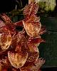 Catasetum Melana Davison-3666c_ctsm-melana-davison-jpg