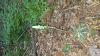 Goodyera pubescens-0716181611a-jpg