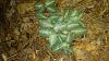 Goodyera pubescens-0716181612a-jpg