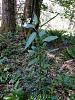 Help! Found in Western Washington State-jills_orchid1-jpg