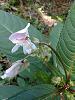 Help! Found in Western Washington State-jills_orchid5-jpg