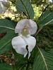 Help! Found in Western Washington State-jills_orchid7-jpg