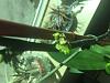 What is growing on my orchid?-img_7138-jpg